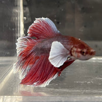 the-fish-farm Male Betta Male Betta - One Only - 16 Choose your favourite Male Betta from The Fish Farm Australia