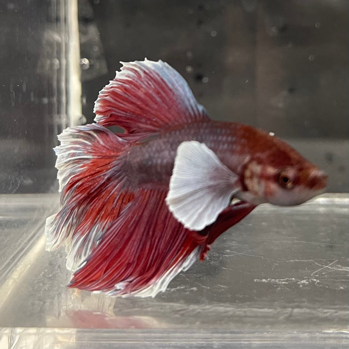 the-fish-farm Male Betta Male Betta - One Only - 16 Choose your favourite Male Betta from The Fish Farm Australia