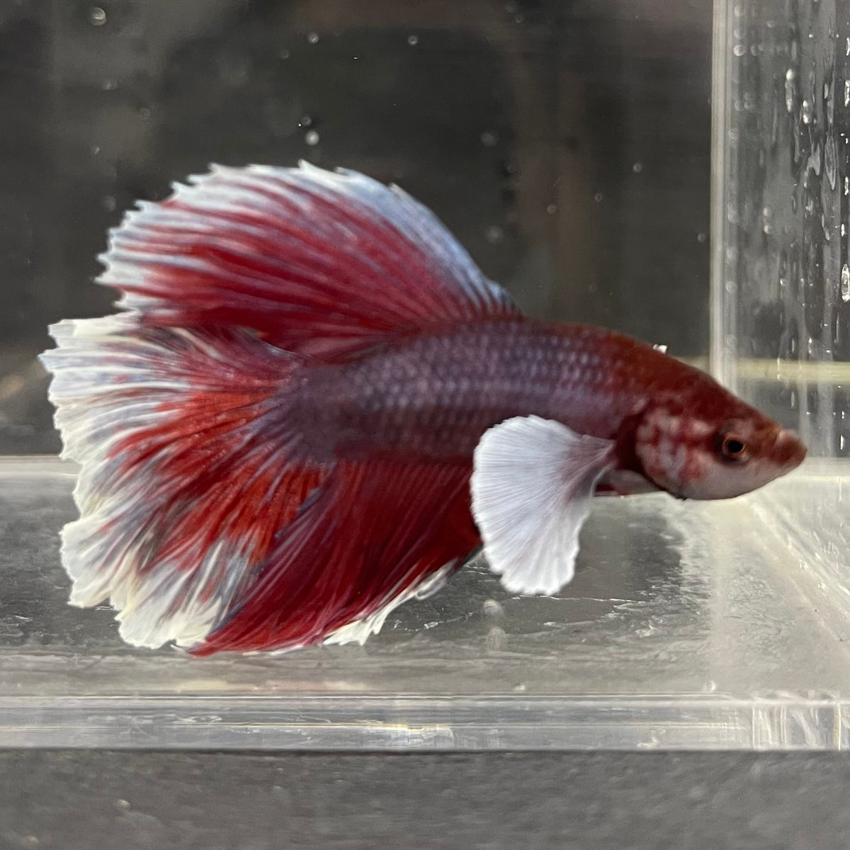 the-fish-farm Male Betta Male Betta - One Only - 16 Choose your favourite Male Betta from The Fish Farm Australia