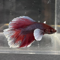 the-fish-farm Male Betta Male Betta - One Only - 16 Choose your favourite Male Betta from The Fish Farm Australia
