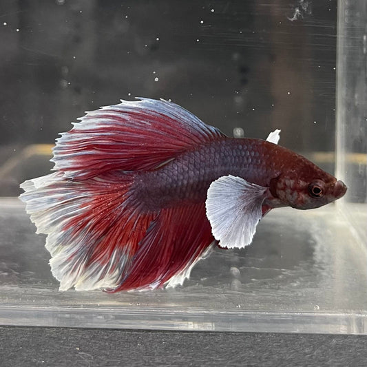 the-fish-farm Male Betta Male Betta - One Only - 16 Choose your favourite Male Betta from The Fish Farm Australia