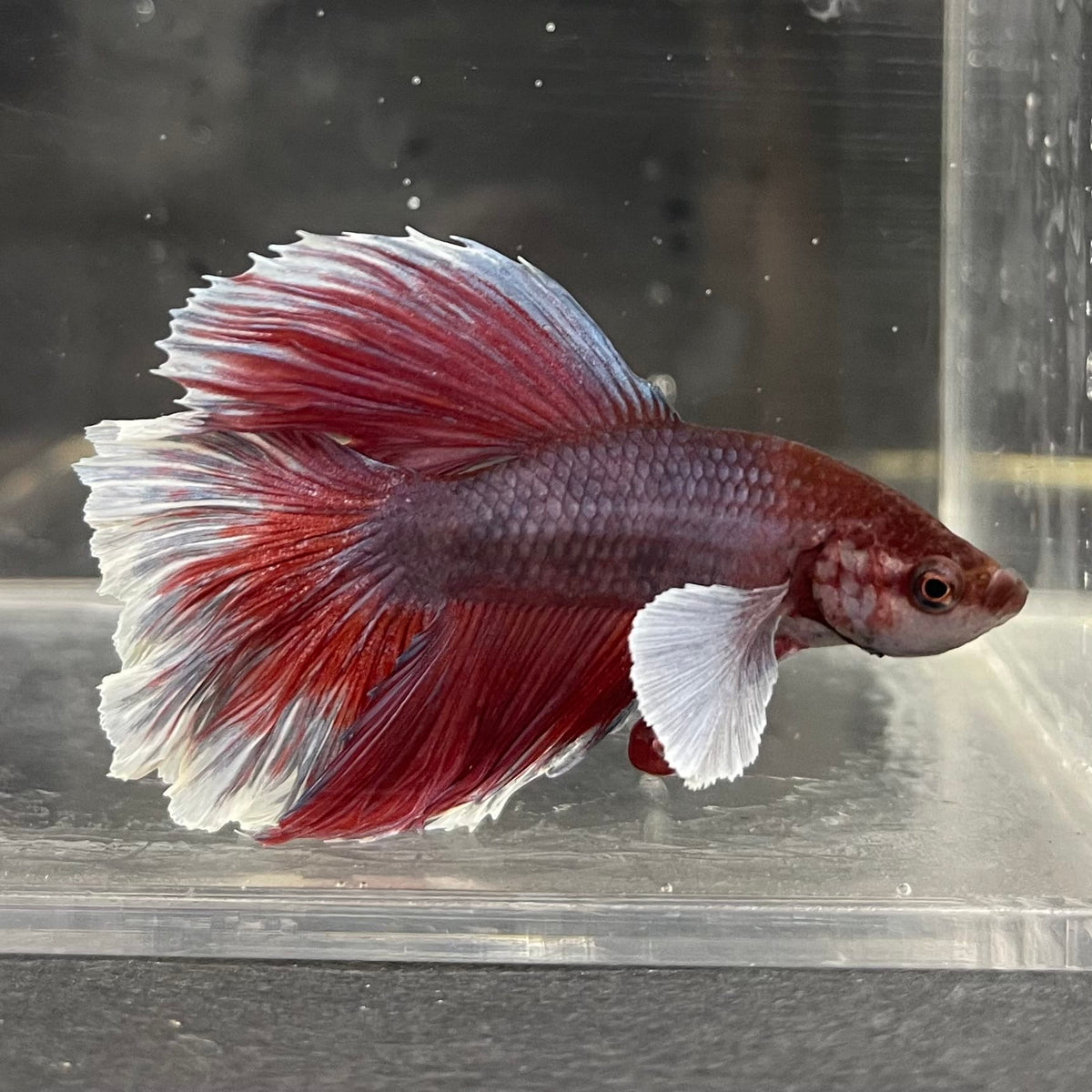 the-fish-farm Male Betta Male Betta - One Only - 16 Choose your favourite Male Betta from The Fish Farm Australia