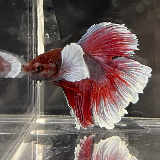 the-fish-farm Male Betta Male Betta - One Only - 16 Choose your favourite Male Betta from The Fish Farm Australia