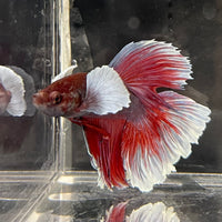 the-fish-farm Male Betta Male Betta - One Only - 16 Choose your favourite Male Betta from The Fish Farm Australia