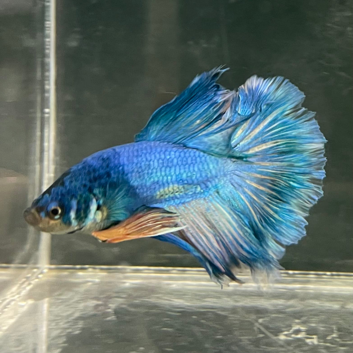the-fish-farm Male Betta Male Betta - One Only - 16 Choose your favourite Male Betta from The Fish Farm Australia
