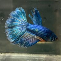 the-fish-farm Male Betta Male Betta - One Only - 16 Choose your favourite Male Betta from The Fish Farm Australia