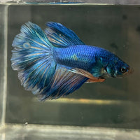 the-fish-farm Male Betta Male Betta - One Only - 16 Choose your favourite Male Betta from The Fish Farm Australia