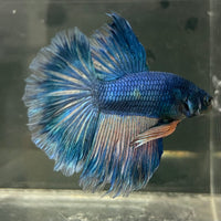 the-fish-farm Male Betta Male Betta - One Only - 16 Choose your favourite Male Betta from The Fish Farm Australia