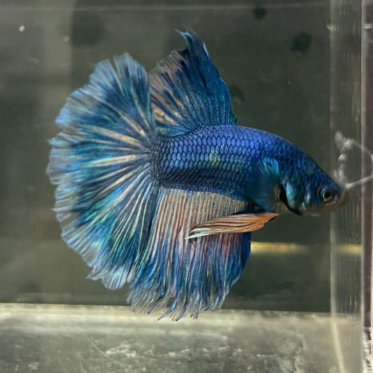 the-fish-farm Male Betta Male Betta - One Only - 16 Choose your favourite Male Betta from The Fish Farm Australia