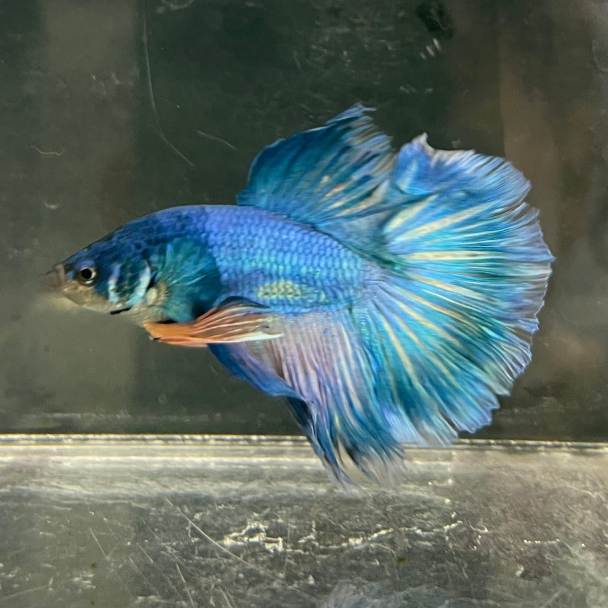 the-fish-farm Male Betta Male Betta - One Only - 16 Choose your favourite Male Betta from The Fish Farm Australia