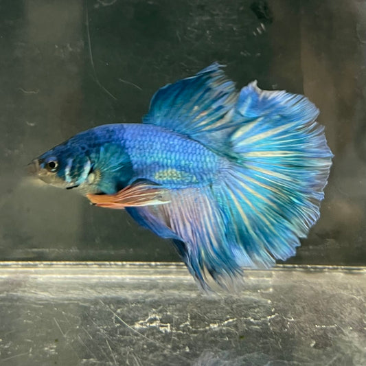 the-fish-farm Male Betta Male Betta - One Only - 16 Choose your favourite Male Betta from The Fish Farm Australia