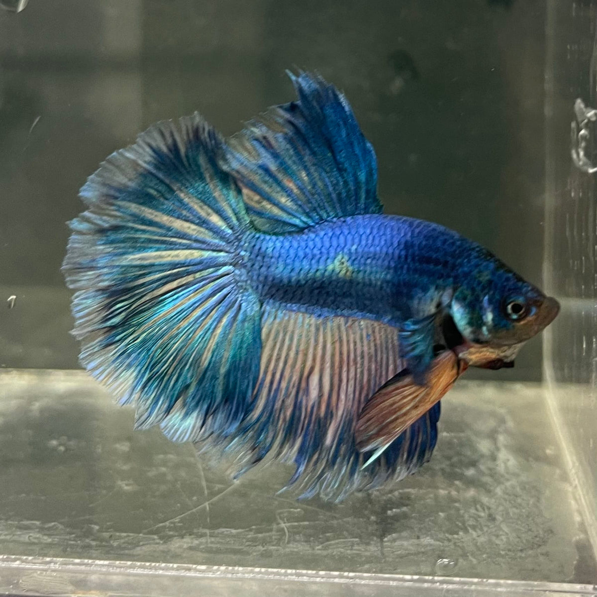the-fish-farm Male Betta Male Betta - One Only - 16 Choose your favourite Male Betta from The Fish Farm Australia