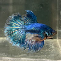the-fish-farm Male Betta Male Betta - One Only - 16 Choose your favourite Male Betta from The Fish Farm Australia