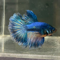 the-fish-farm Male Betta Male Betta - One Only - 16 Choose your favourite Male Betta from The Fish Farm Australia