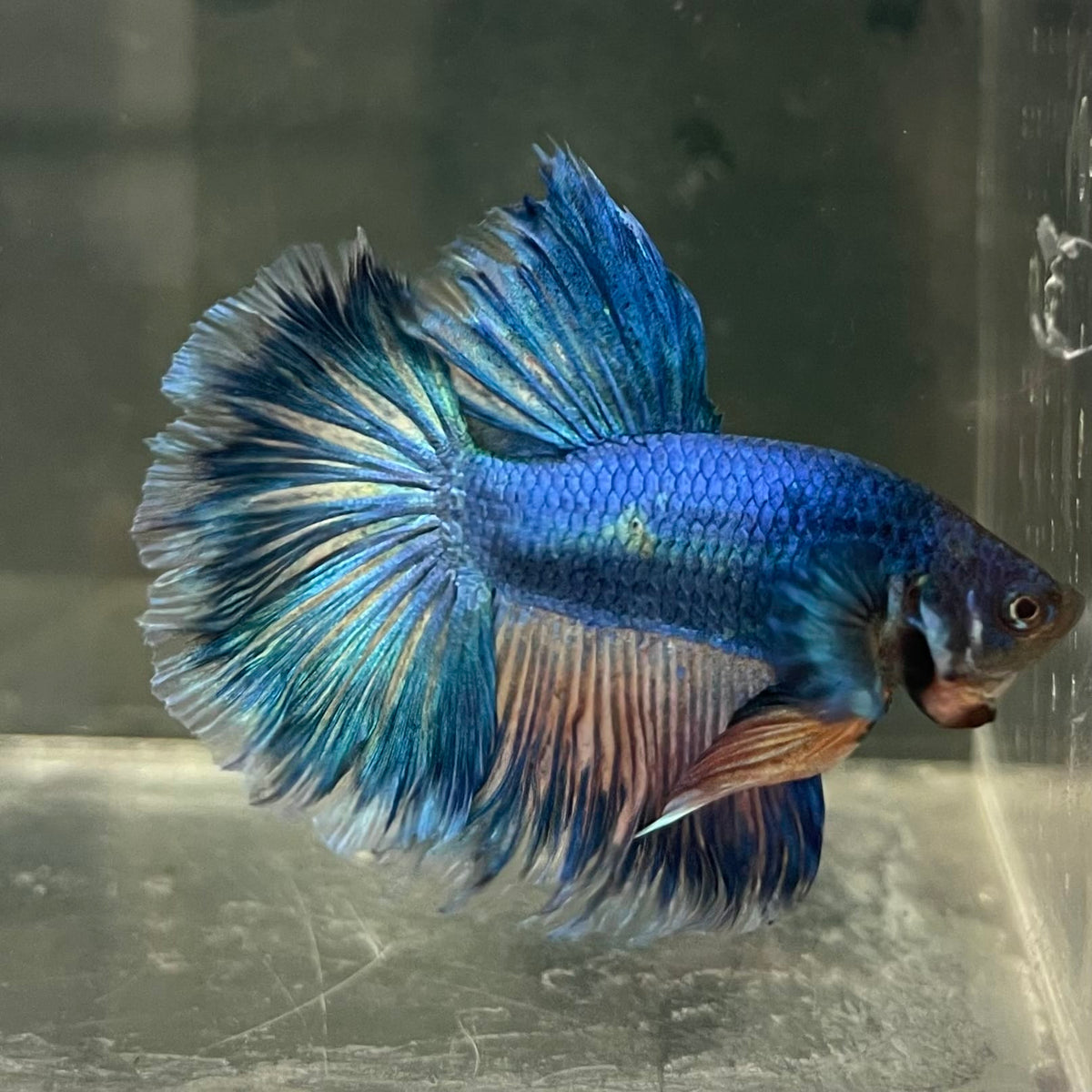 the-fish-farm Male Betta Male Betta - One Only - 16 Choose your favourite Male Betta from The Fish Farm Australia