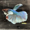 the-fish-farm Male Betta Male Betta - One Only - 17 Choose your favourite Male Betta from The Fish Farm Australia