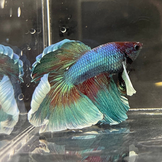 the-fish-farm Male Betta Male Betta - One Only - 17 Choose your favourite Male Betta from The Fish Farm Australia