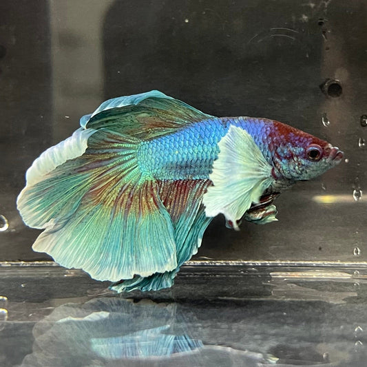 the-fish-farm Male Betta Male Betta - One Only - 17 Choose your favourite Male Betta from The Fish Farm Australia