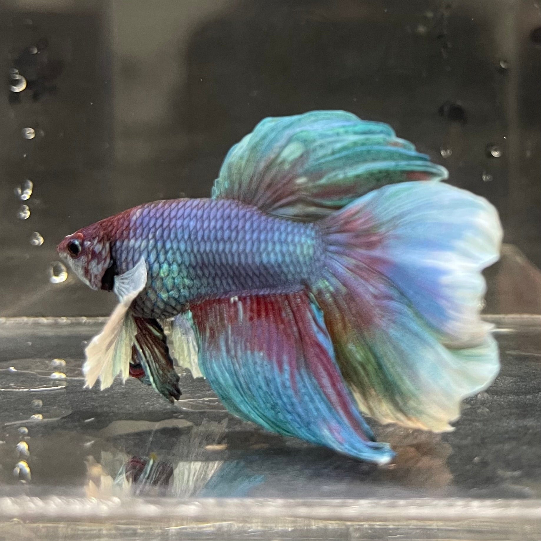the-fish-farm Male Betta Male Betta - One Only - 17 Choose your favourite Male Betta from The Fish Farm Australia