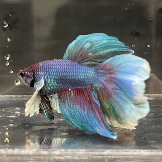 the-fish-farm Male Betta Male Betta - One Only - 17 Choose your favourite Male Betta from The Fish Farm Australia