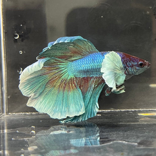 the-fish-farm Male Betta Male Betta - One Only - 17 Choose your favourite Male Betta from The Fish Farm Australia