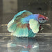 the-fish-farm Male Betta Male Betta - One Only - 17 Choose your favourite Male Betta from The Fish Farm Australia
