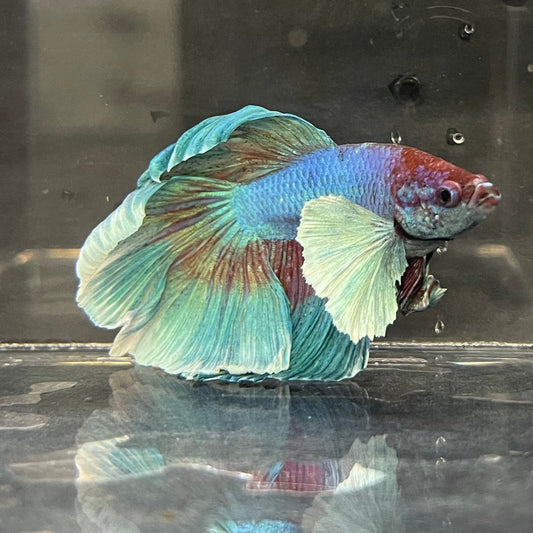 the-fish-farm Male Betta Male Betta - One Only - 17 Choose your favourite Male Betta from The Fish Farm Australia
