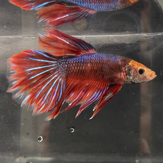the-fish-farm Male Betta Male Betta - One Only - 17 Choose your favourite Male Betta from The Fish Farm Australia