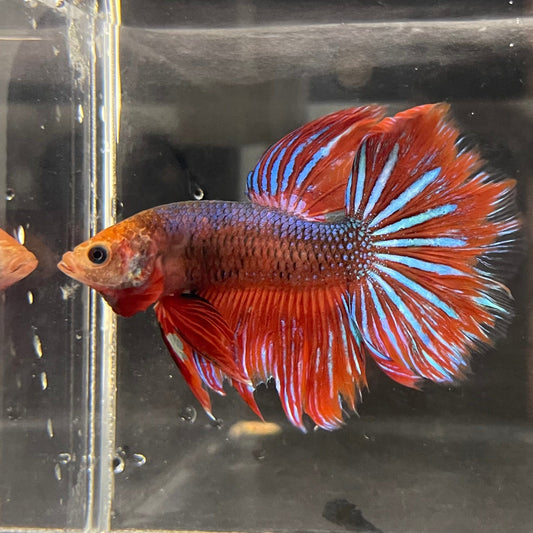 the-fish-farm Male Betta Male Betta - One Only - 17 Choose your favourite Male Betta from The Fish Farm Australia