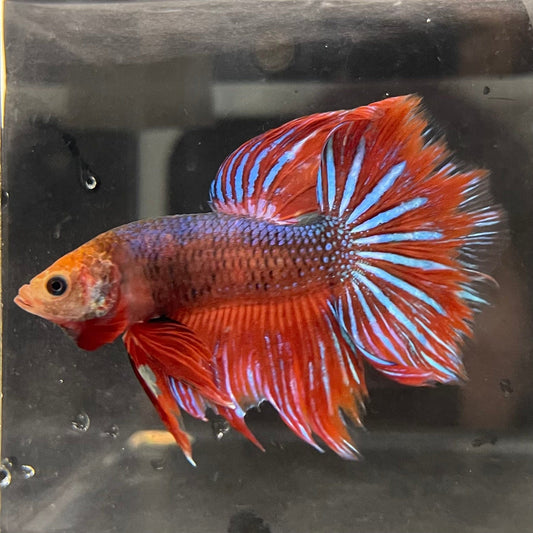 the-fish-farm Male Betta Male Betta - One Only - 17 Choose your favourite Male Betta from The Fish Farm Australia