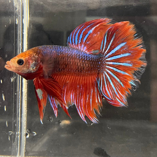 the-fish-farm Male Betta Male Betta - One Only - 17 Choose your favourite Male Betta from The Fish Farm Australia