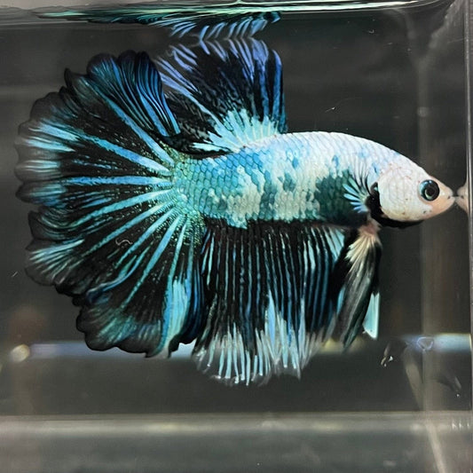 the-fish-farm Male Betta Male Betta - One Only - 17 Choose your favourite Male Betta from The Fish Farm Australia