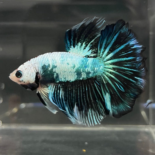 the-fish-farm Male Betta Male Betta - One Only - 17 Choose your favourite Male Betta from The Fish Farm Australia