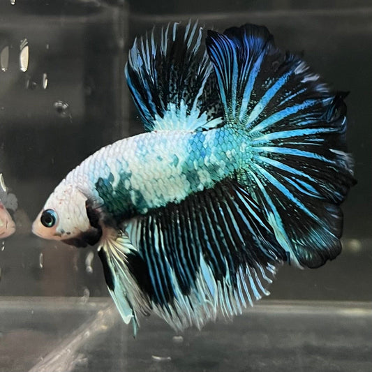 the-fish-farm Male Betta Male Betta - One Only - 17 Choose your favourite Male Betta from The Fish Farm Australia