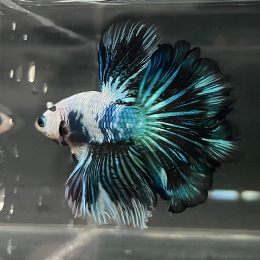 the-fish-farm Male Betta Male Betta - One Only - 17 Choose your favourite Male Betta from The Fish Farm Australia