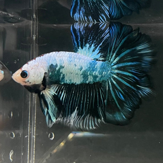 the-fish-farm Male Betta Male Betta - One Only - 17 Choose your favourite Male Betta from The Fish Farm Australia