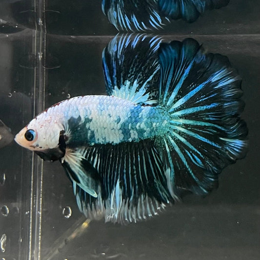 the-fish-farm Male Betta Male Betta - One Only - 17 Choose your favourite Male Betta from The Fish Farm Australia
