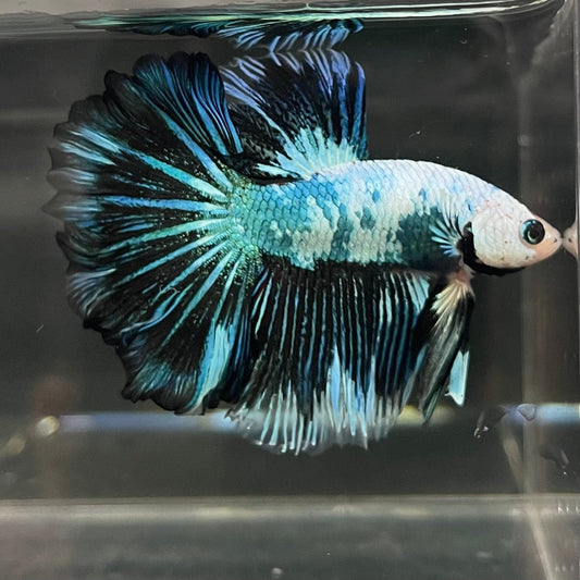 the-fish-farm Male Betta Male Betta - One Only - 17 Choose your favourite Male Betta from The Fish Farm Australia