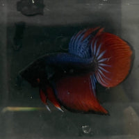 the-fish-farm Male Betta Male Betta - One Only - 17 Choose your favourite Male Betta from The Fish Farm Australia