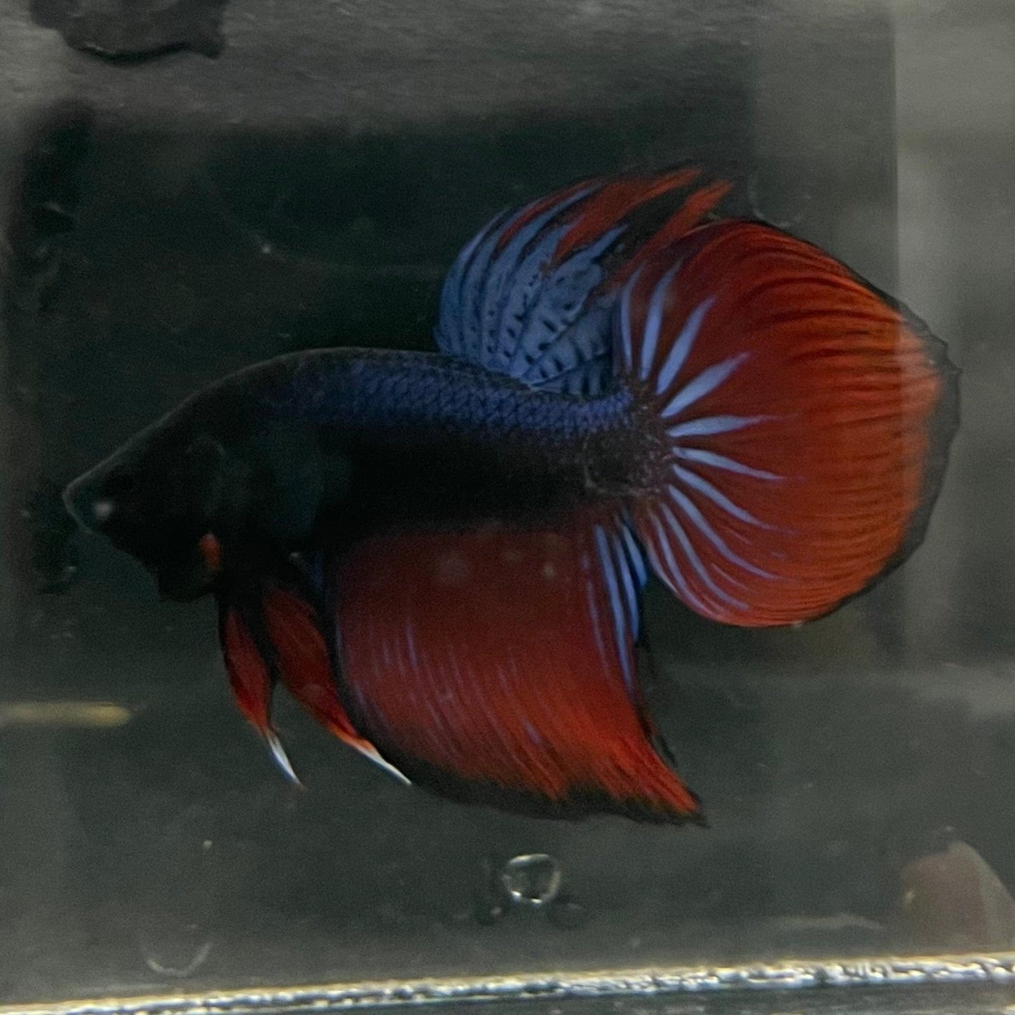 the-fish-farm Male Betta Male Betta - One Only - 17 Choose your favourite Male Betta from The Fish Farm Australia