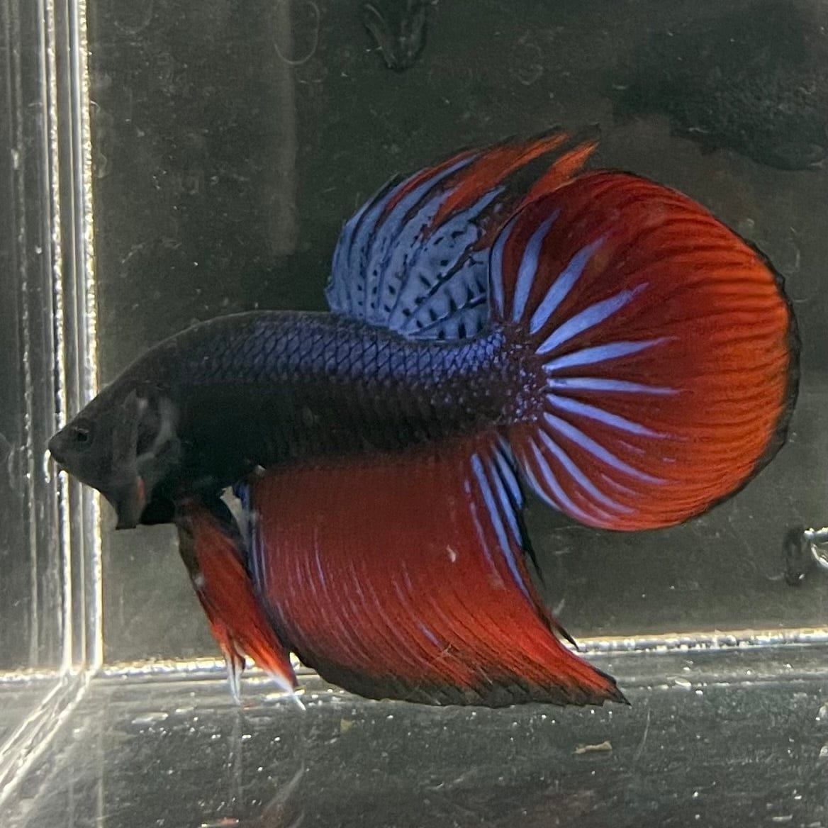 the-fish-farm Male Betta Male Betta - One Only - 17 Choose your favourite Male Betta from The Fish Farm Australia