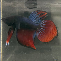 the-fish-farm Male Betta Male Betta - One Only - 17 Choose your favourite Male Betta from The Fish Farm Australia