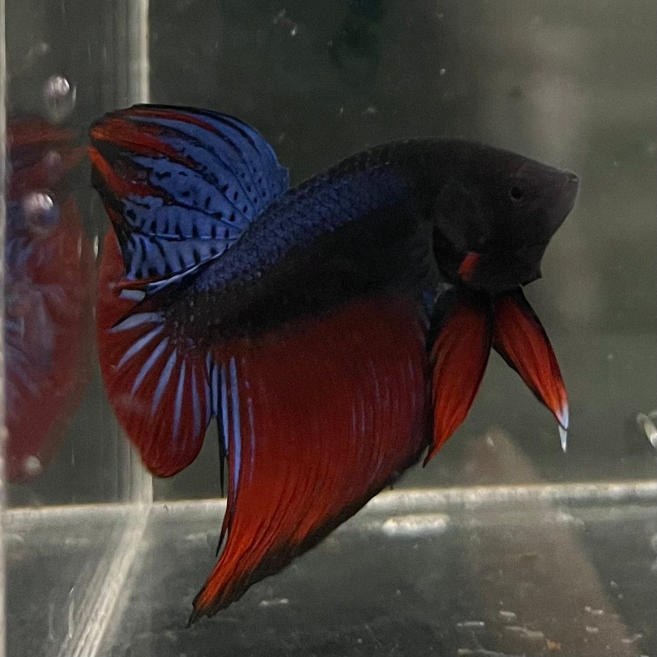 the-fish-farm Male Betta Male Betta - One Only - 17 Choose your favourite Male Betta from The Fish Farm Australia