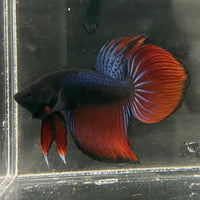 the-fish-farm Male Betta Male Betta - One Only - 17 Choose your favourite Male Betta from The Fish Farm Australia