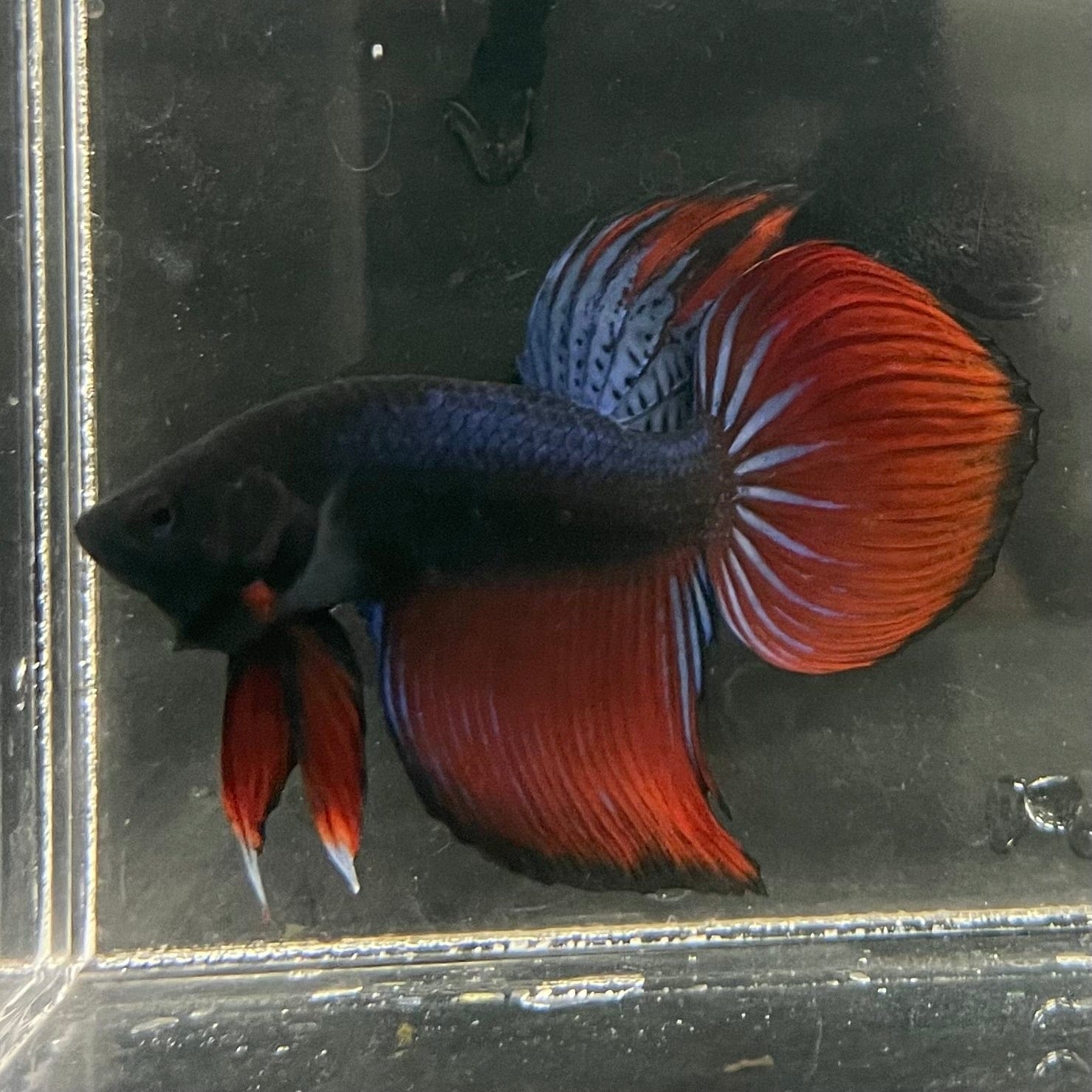 the-fish-farm Male Betta Male Betta - One Only - 17 Choose your favourite Male Betta from The Fish Farm Australia