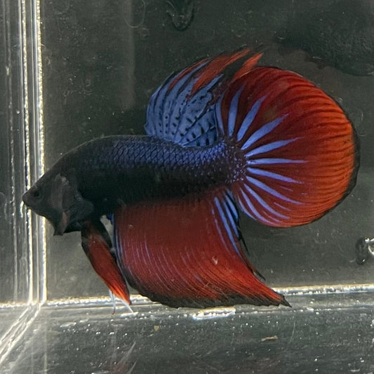 the-fish-farm Male Betta Male Betta - One Only - 17 Choose your favourite Male Betta from The Fish Farm Australia