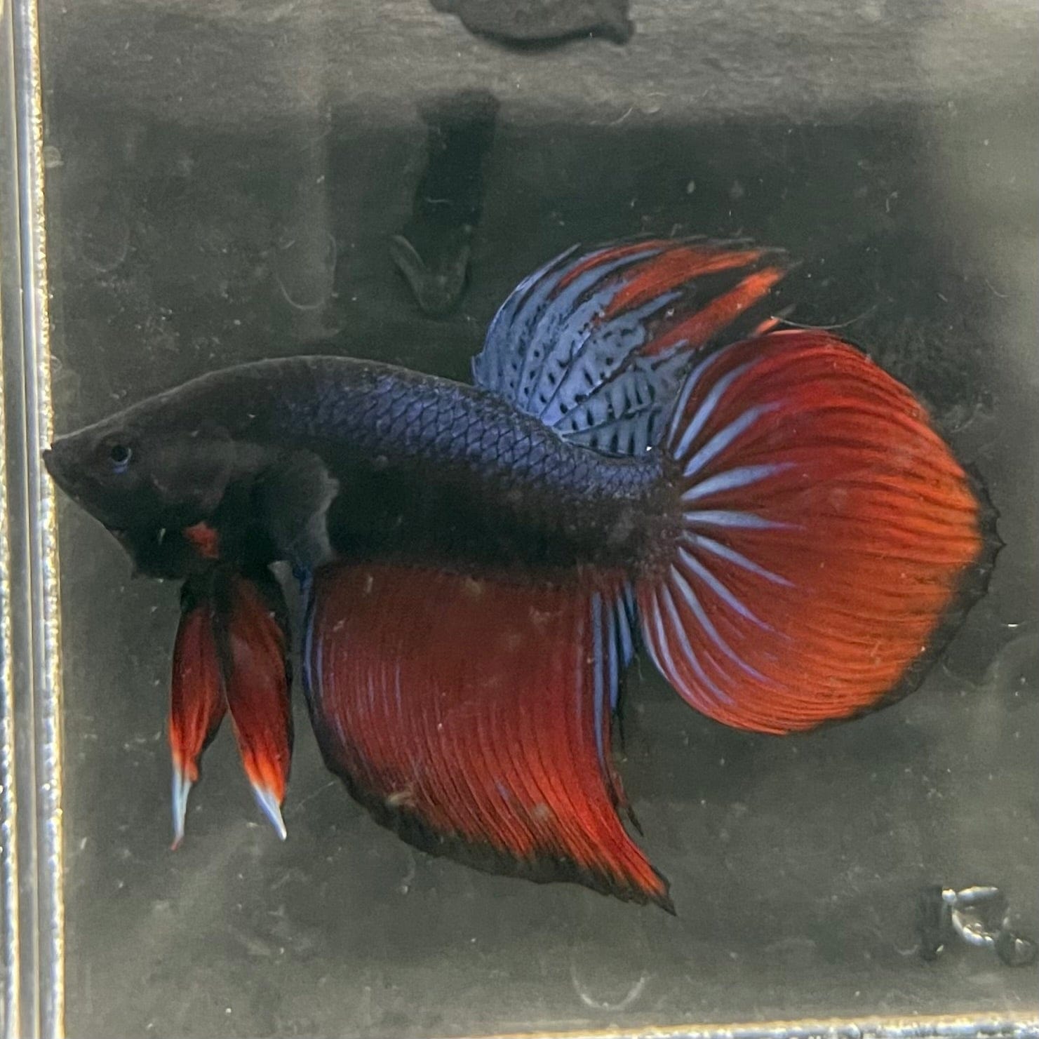 the-fish-farm Male Betta Male Betta - One Only - 17 Choose your favourite Male Betta from The Fish Farm Australia