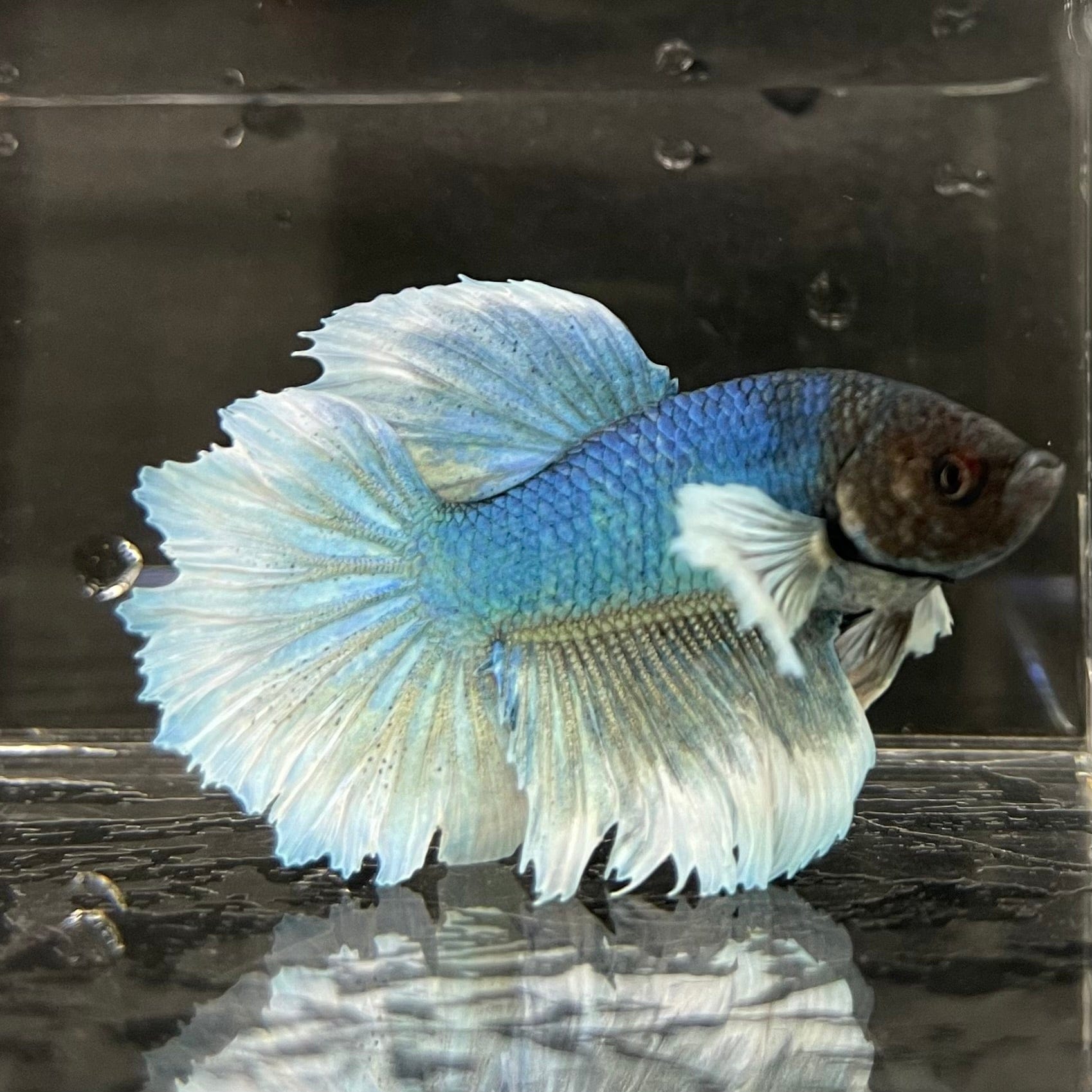 the-fish-farm Male Betta Male Betta - One Only - 17 Choose your favourite Male Betta from The Fish Farm Australia