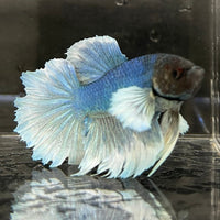 the-fish-farm Male Betta Male Betta - One Only - 17 Choose your favourite Male Betta from The Fish Farm Australia