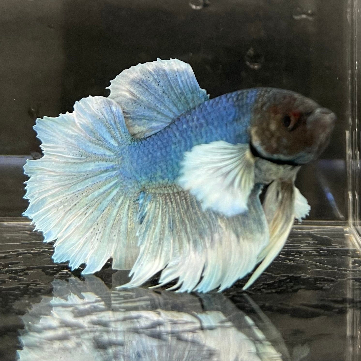 the-fish-farm Male Betta Male Betta - One Only - 17 Choose your favourite Male Betta from The Fish Farm Australia